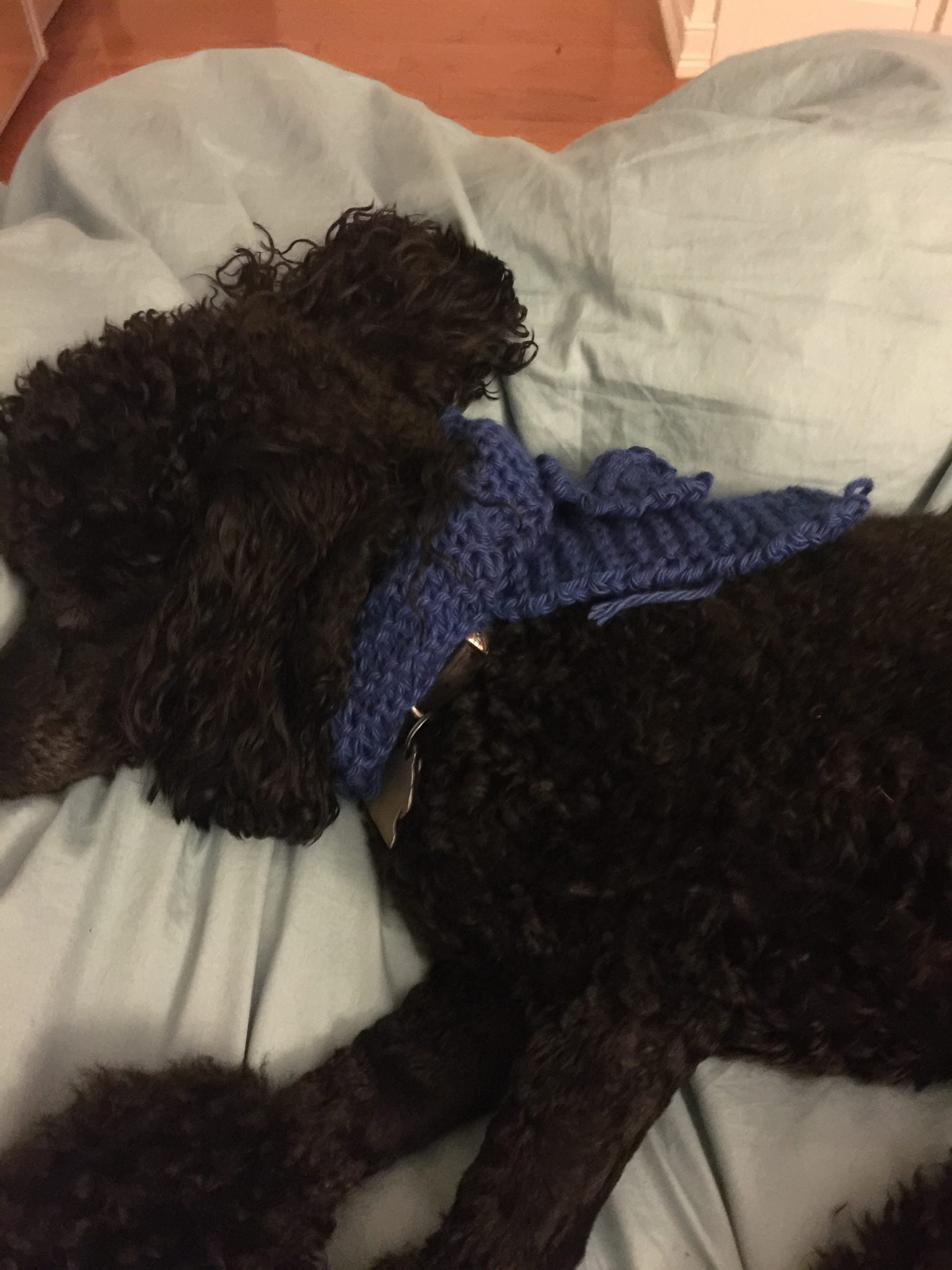 I knit Byron a scarf from scrap string. He seems comfy in it.